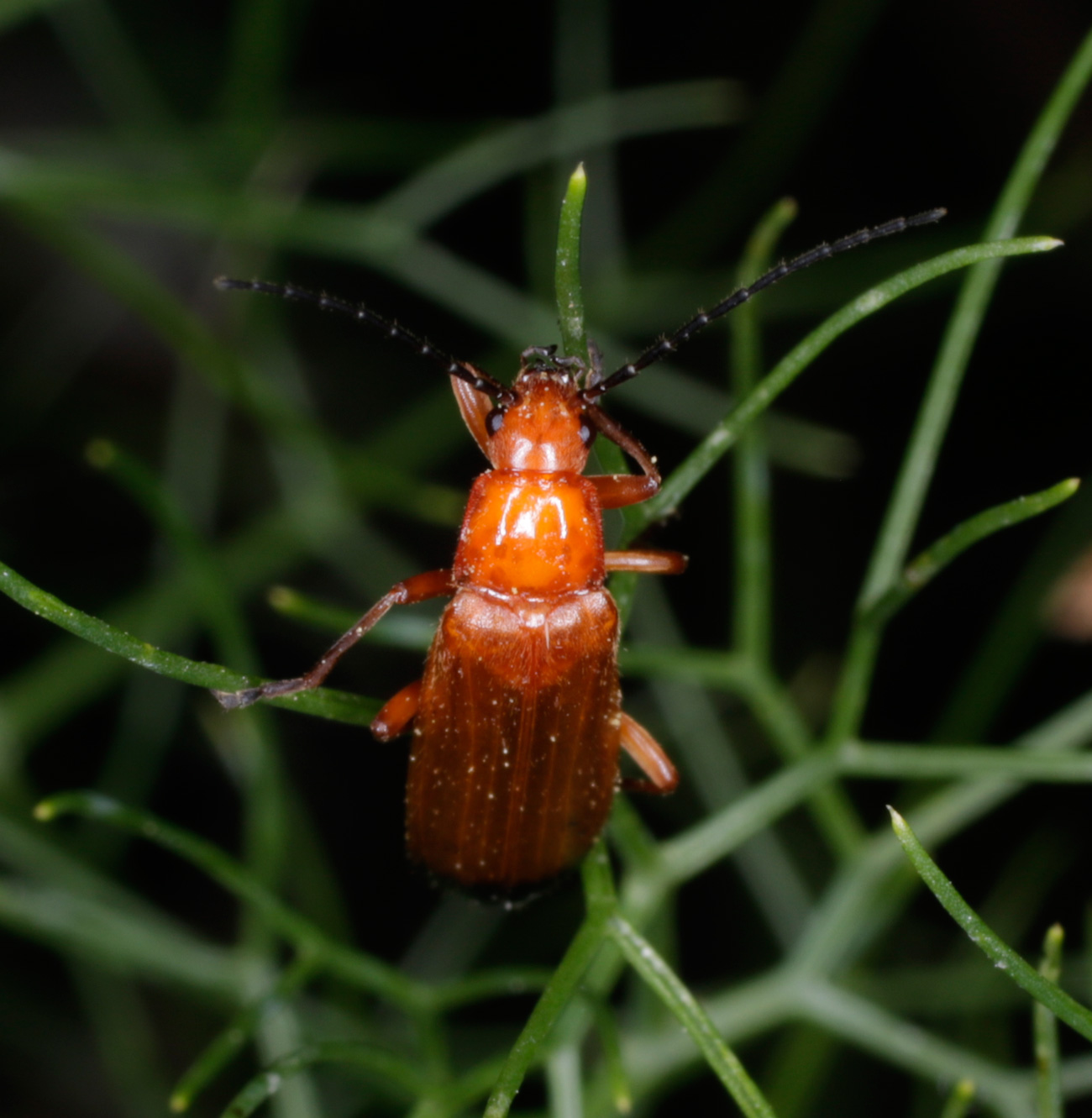 Cantharidae: Rhagonycha fulva